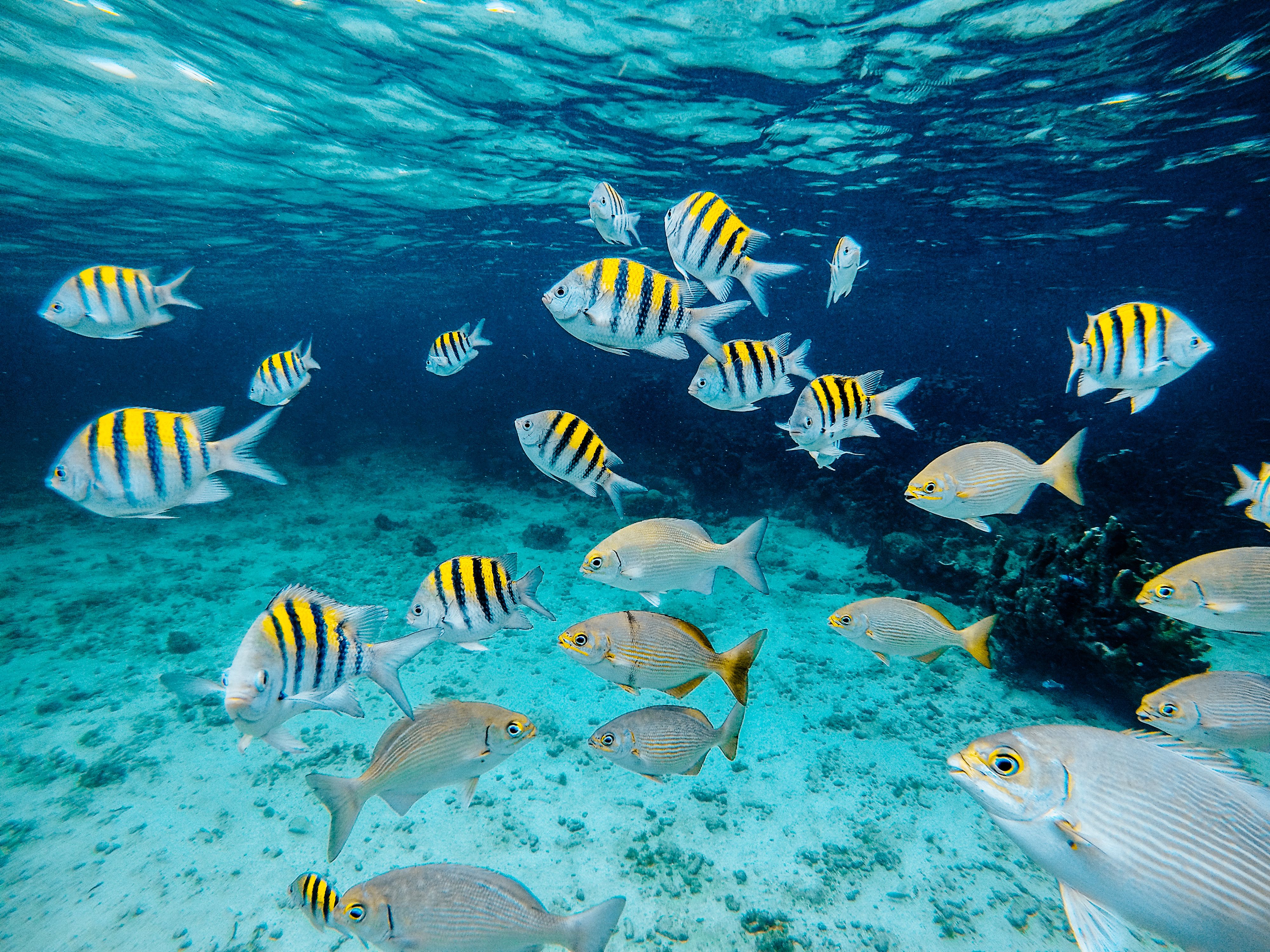 Aquariums
