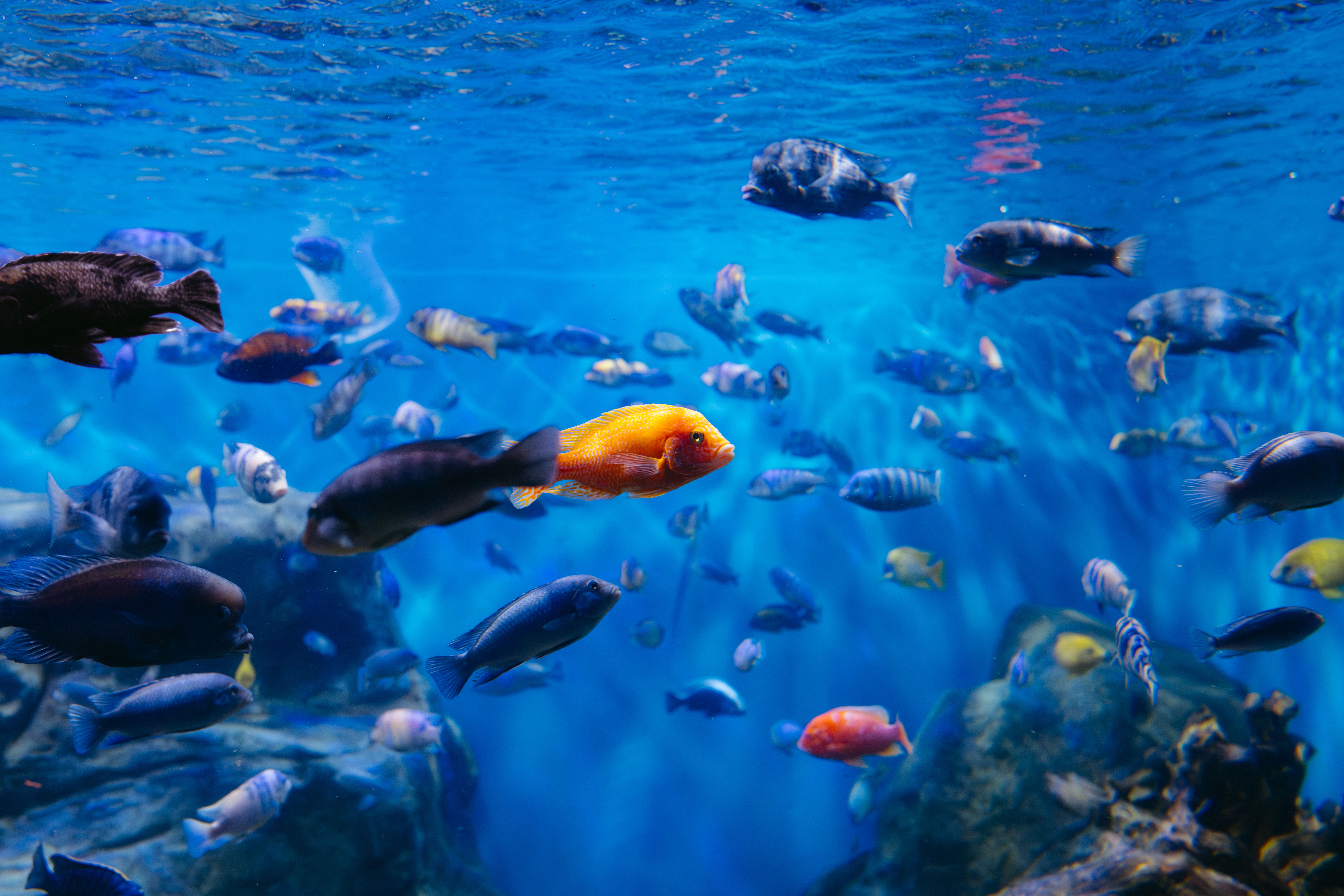 Aquarium UV System