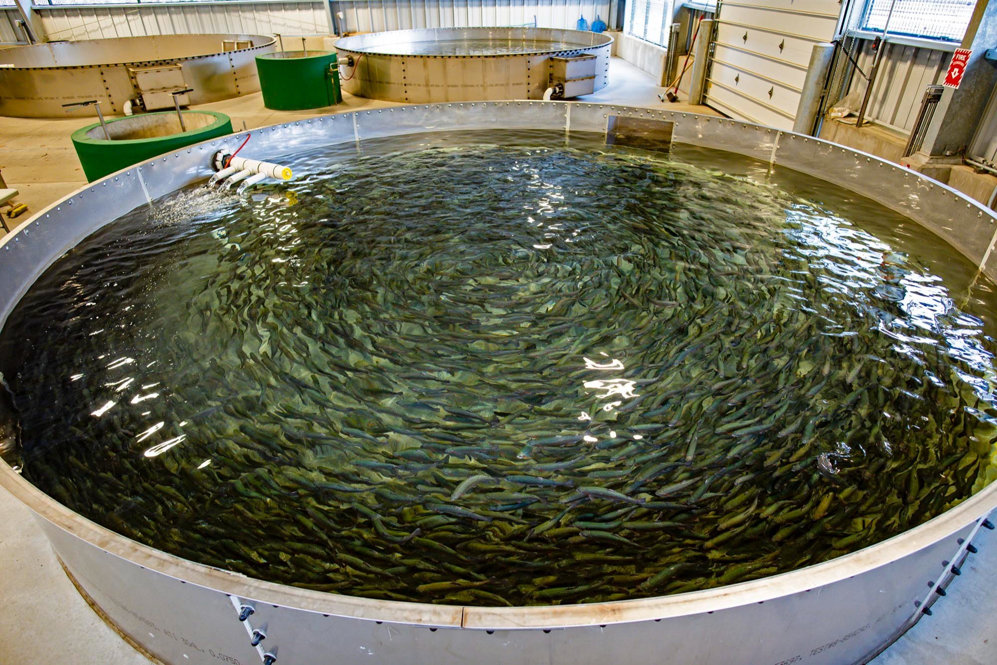 Recirculating Aquaculture System